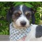ADA - kastriert, Jack-Russell-Terrier-Mischling - Hündin