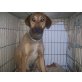 ADAM, Schäferhund Mix - Rüde