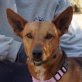 ADAM - Ubeda, Podenco-Mischling, kastriert - Rüde