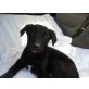 ADARA eine echte Schönheit, Labrador - Mix Welpen - Hündin
