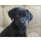 ADELE, Labradormix,Pflegestelle Nähe St.Pölten Welpen - Hündin