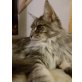 ADELE, Maine Coon - Katze