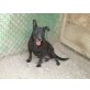ADELE ein verschenktes Leben, Labrador - Mix - Hündin