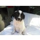 ADELMO verträumter Hundebub, Labrador - Mix Welpen - Rüde