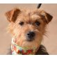 ADINA, Terrier Mischling, kastriert - Hündin