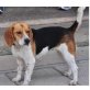 ADISSA, Beagle - Hündin