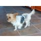 ADONIS, Yorki-Mix - Rüde