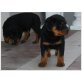 ADRK-Rottweiler-Rüde, 10 Monate alt, Rottweiler Welpen - Rüde