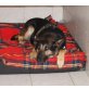 AIDA, Deutscher Schäferhund Mix - Hündin