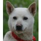 AIKAN, Pflegestelle Oberösterreich, Traumhund! Prachtvoller Shiba Inumix - Rüde