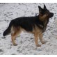 AIKO, Deutscher Schäferhund - Rüde