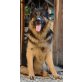 AIKO, Deutscher Schäferhund - Rüde