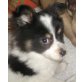 AIKO, Pflegestelle Steiermark, Zwwergspitz-Mix Welpen - Rüde