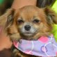 AILA - Linares, Chihuahuamischling - kastriert - Hündin