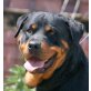 AISCHA 2, Pflegestelle Niederösterreich, traumhaft schöne ROTTWEILER - Hündin