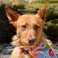 AITOR, Podenco Mischling - Rüde