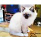 AKANDO, Ragdoll - Kater