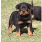 AKC Rottweiler Welpen registriert, Rottweiler - Hündin