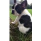 AKC für rehoming Französisch Bulldog Welpen r, Bulldog - Rüde