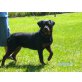 AKI, Rottweiler - Hündin