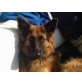 AKIMO, Deutscher Schäferhund Schwarzer langhaariger Schlag - Rüde