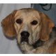 AKINA, Pflegestelle Wien, ruhige, liebenswerte Beaglemix - Hündin