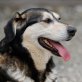 AKINA - WUNDERSCHÖNE UND TREUE SEELE SUCHT, Husky Mix - Hündin