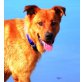 AKIR, Pflegestelle Burgenland, Wunderschöner TRAUMHUND! Tosa Inumix - Rüde