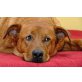 AKIR, Pflegestelle Burgenland, wunderschöner Traumhund! Tosa Inumix - Rüde