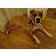 AKIRA, Amerikanischer Staffordshire-Terrier - Hündin