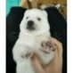 AKITA Welpen zur Annahme , Akita Inu - Rüde