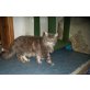 AKITARUS & ARAGON, Maine Coon - Kater