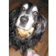 AKKI, Spaniel-Dackel-Mix - Rüde