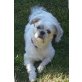 ALAN 9 'Ikey', Shih Tzu Rüde kastriert - Rüde