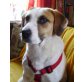 ALANA, Pflegestelle Niederösterreich, ahänglich und verschmust - hübsche Beaglemix - Hündin