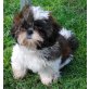 ALANA, Shih Tzu Welpen - Hündin