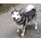 ALASKA - Pflegestelle Wien, wunderschöner Malamut-Husky-Mix - Rüde