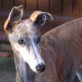 ALBA, Galga, kastriert, geb. Januar 2007 - Hündin