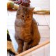 ALBANO, Tierschutz - Katze