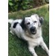 ALBI, Bordercollie Mischung  - Rüde