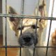 ALEA ... NIEDLICHES HUNDEKIND IN TÖTUNG! Welpen - Hündin