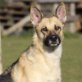 ALEGRIA, Dt. Schäferhund, kastriert, geb. ca. 2008 - Hündin