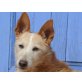 ALEIX, ist ein Traumhund /Podenco/Mischling - Rüde