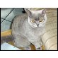 ALESSA, Britisch Kurzhaarkatze - Katze