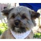 ALEX, Cairn Terrier Mix - kastriert - Rüde