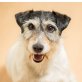 ALEXEJ Jack, Pflegestelle Steiermark, pfiffiger Parson Jack Russellterriermix - Rüde