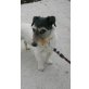 ALEXEJ, Pflegestelle Steiermark, anhänglicher Terriermix - Rüde