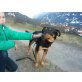 ALFA! GROSSES HERZ! SUCHT LEBENSPLATZ! DRINGE - Rüde