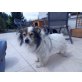 ALFI, Pflegestelle Hochneukirchen, Spitz - Rüde