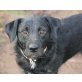 ALFO - Pflegestelle Niederösterreich, süßer Schnauzer-Mix - Rüde